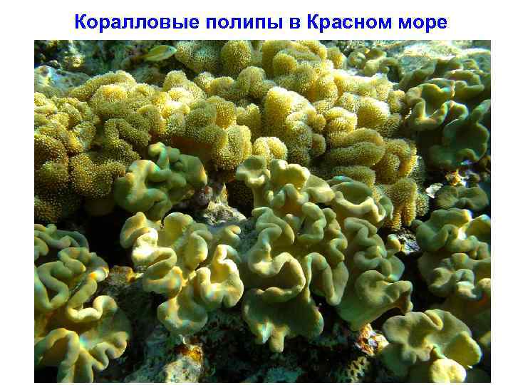 Коралловые полипы в Красном море 