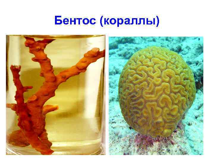 Бентос (кораллы) 