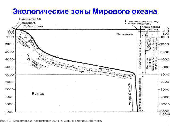 Схема глубинных зон океана распечатать