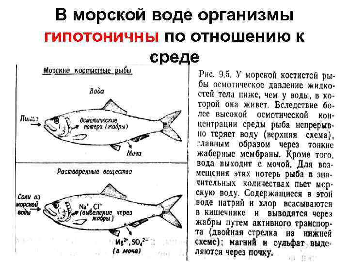 Приспособление рыб в воде