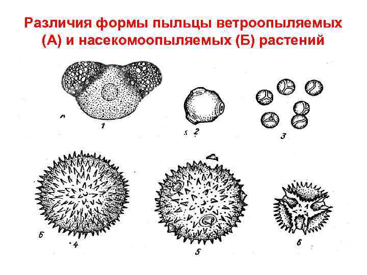 Различия формы пыльцы ветроопыляемых (А) и насекомоопыляемых (Б) растений 
