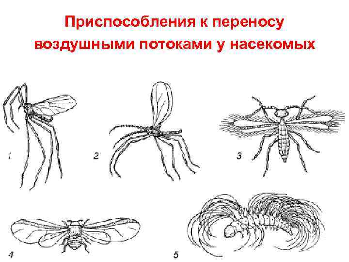Адаптация насекомых к сезонным изменениям. Приспособления насекомых. Адаптация насекомых. Адаптация насекомых в природе.