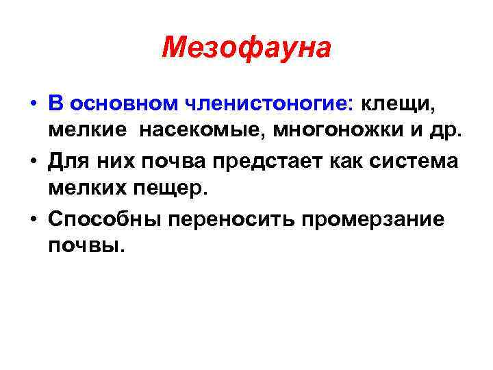 Мезофауна • В основном членистоногие: клещи, мелкие насекомые, многоножки и др. • Для них