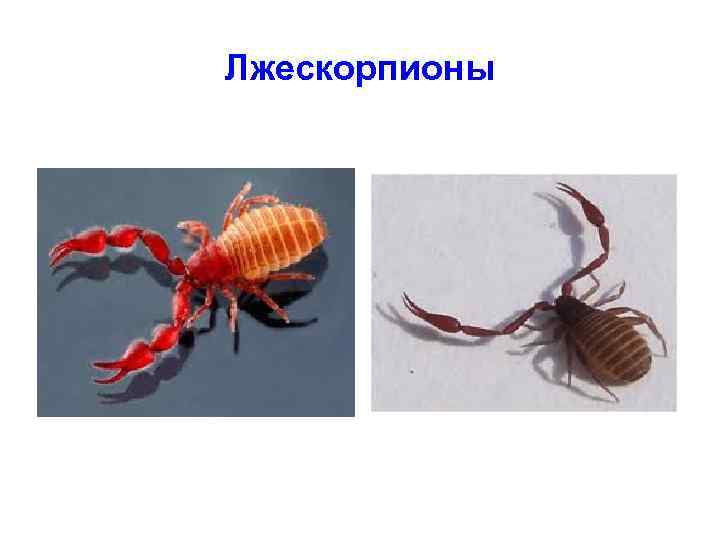 Лжескорпионы 