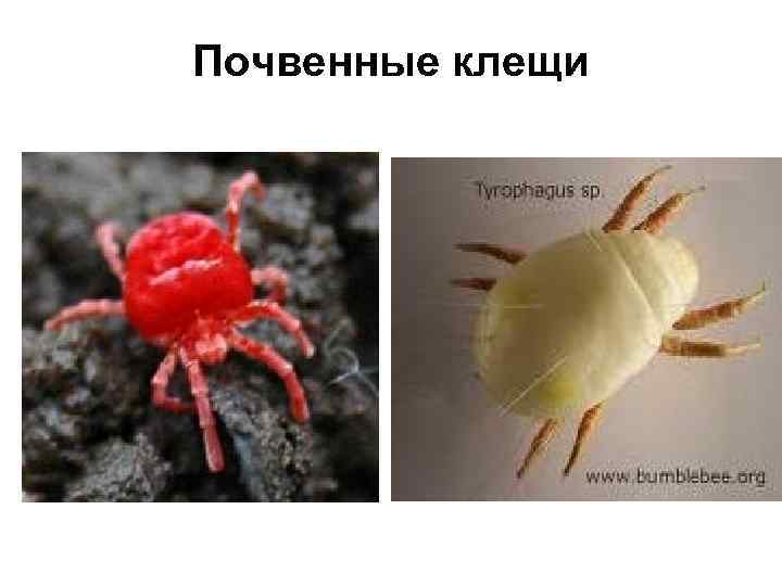 Почвенные клещи 