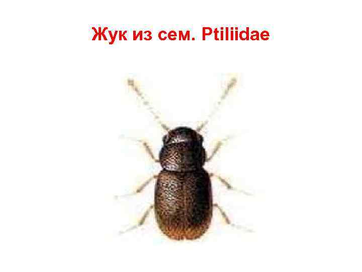 Жук из сем. Ptiliidae 