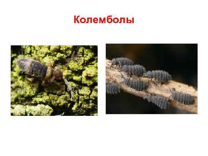 Колемболы 