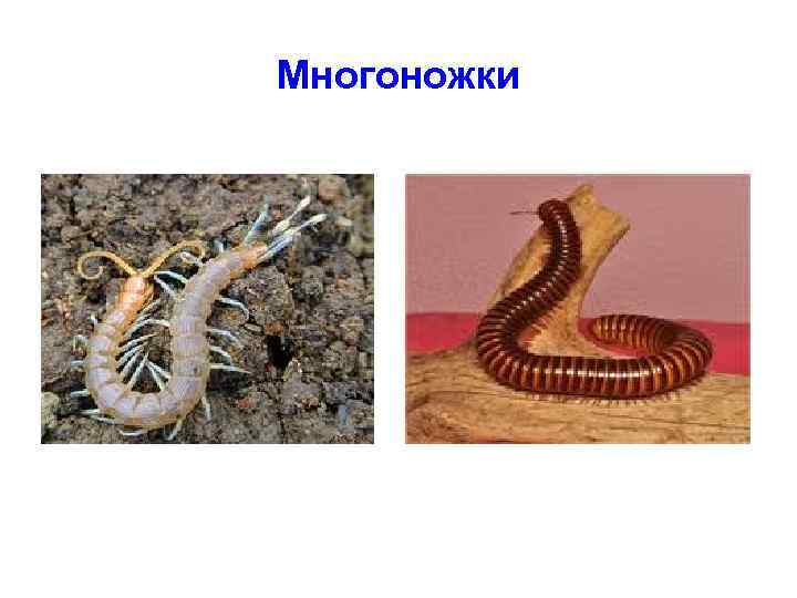 Многоножки 