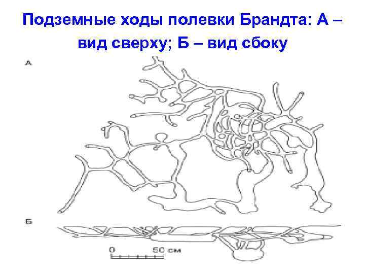 Схема подземных ходов крота