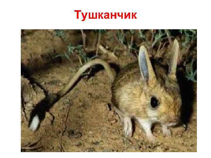 Тушканчик 