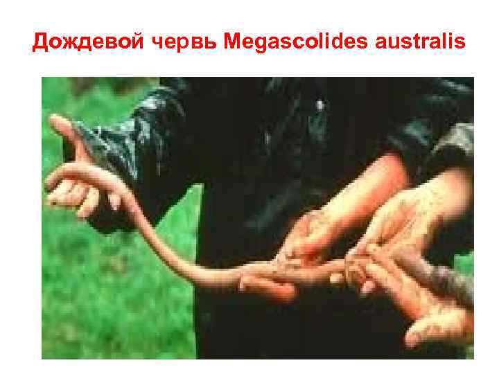 Дождевой червь Megascolides australis 