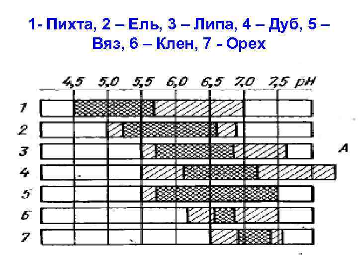 1 - Пихта, 2 – Ель, 3 – Липа, 4 – Дуб, 5 –