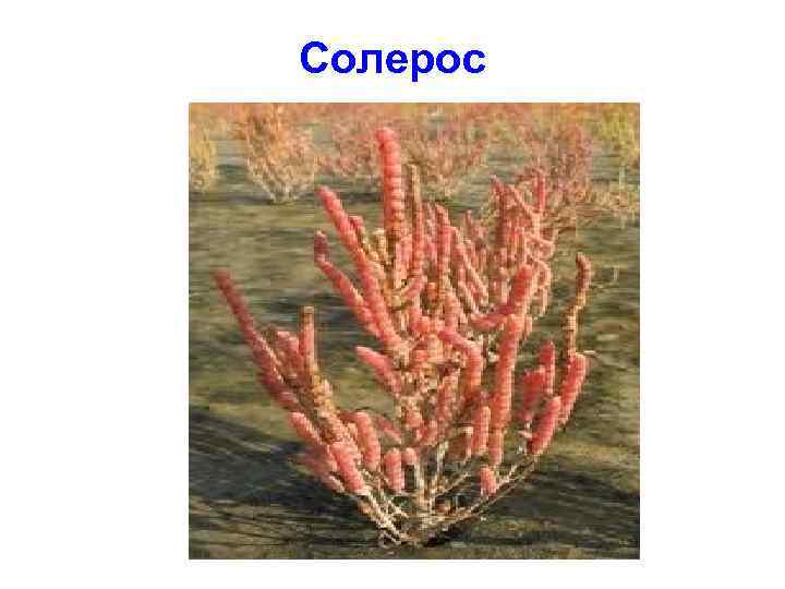 Солерос 