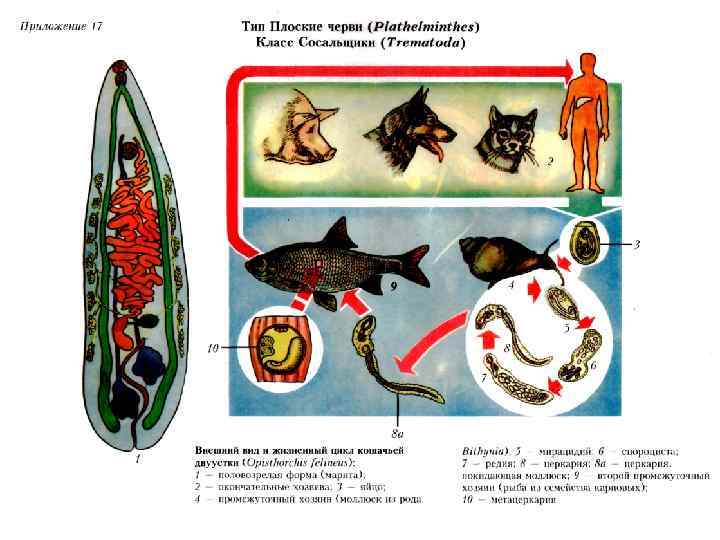 Происхождение типа плоские черви. Тип plathelminthes класс Trematoda. Плоские черви среда обитания. Тип плоские черви plathelminthes класс сосальщики Trematoda.