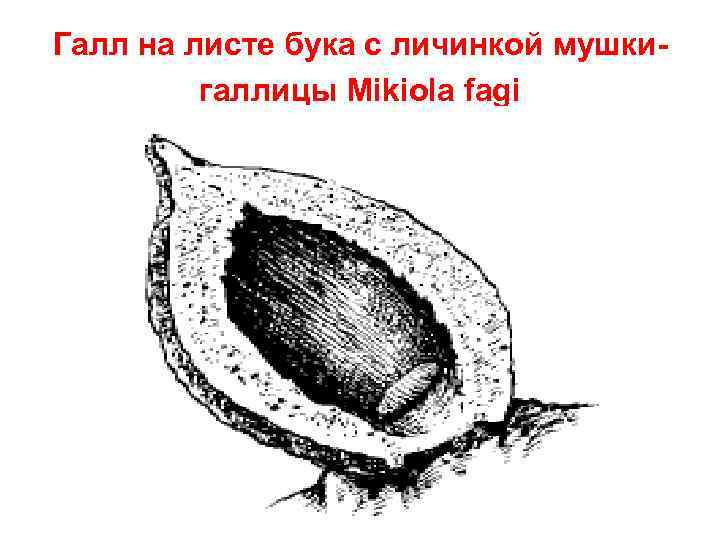 Галл на листе бука с личинкой мушкигаллицы Mikiola fagi 