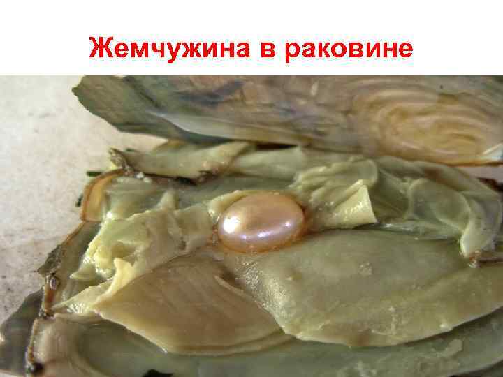 Жемчужина в раковине 