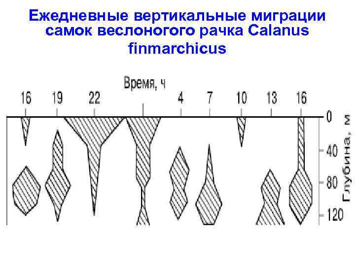 Ежедневные вертикальные миграции самок веслоногого рачка Calanus finmarchicus 