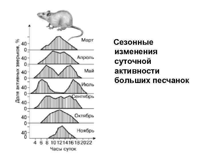 Проект суточная активность обитателей аквариума