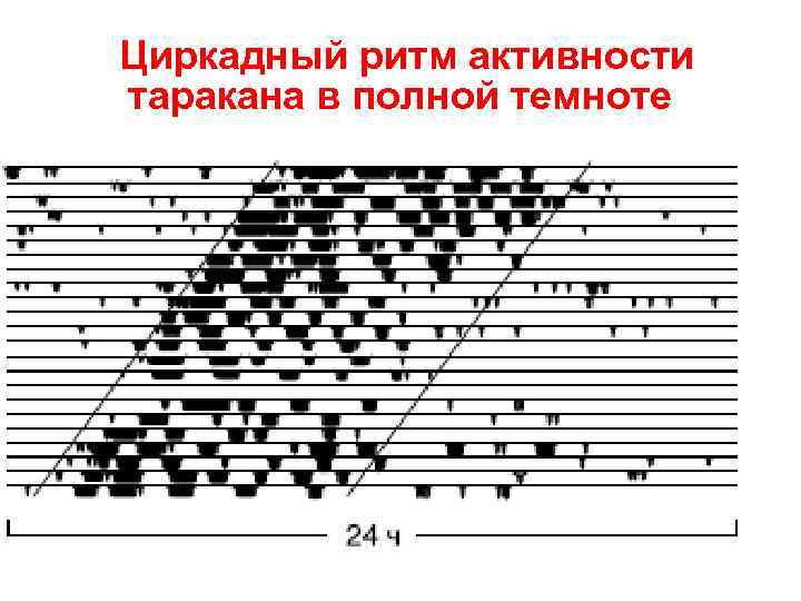  Циркадный ритм активности таракана в полной темноте 