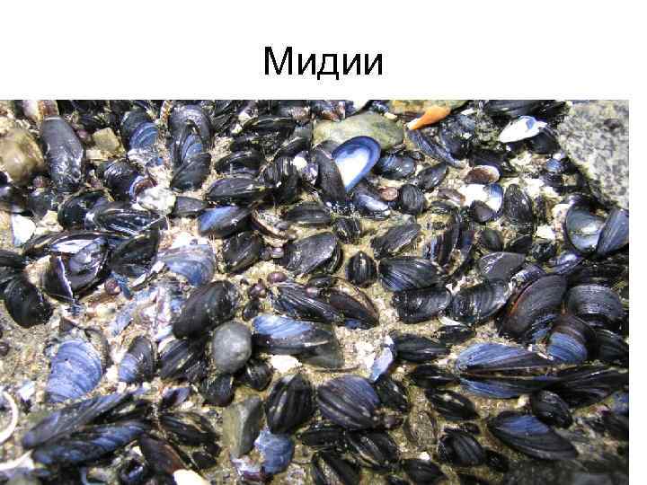 Мидии 
