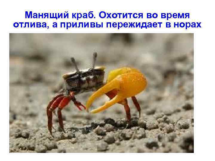 Манящий краб. Охотится во время отлива, а приливы пережидает в норах 