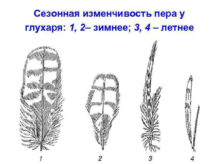 Сезонная изменчивость пера у глухаря: 1, 2– зимнее; 3, 4 – летнее 