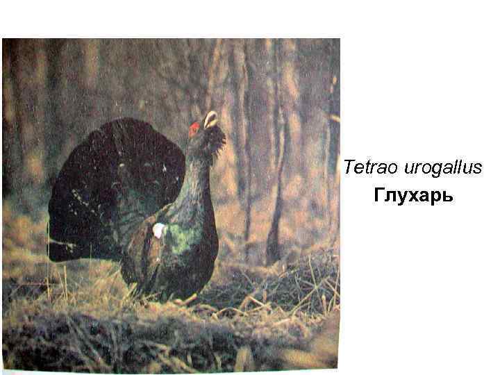 Tetrao urogallus Глухарь 