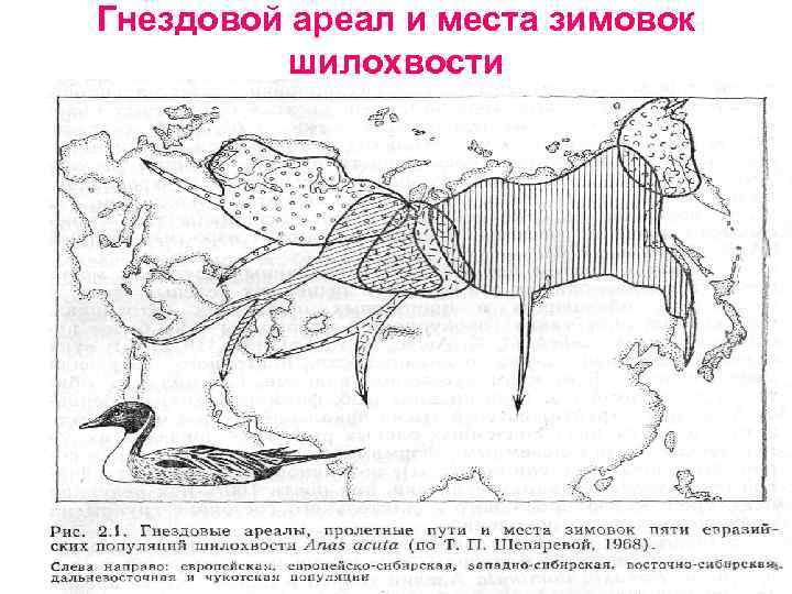 Гнездовой ареал и места зимовок шилохвости 