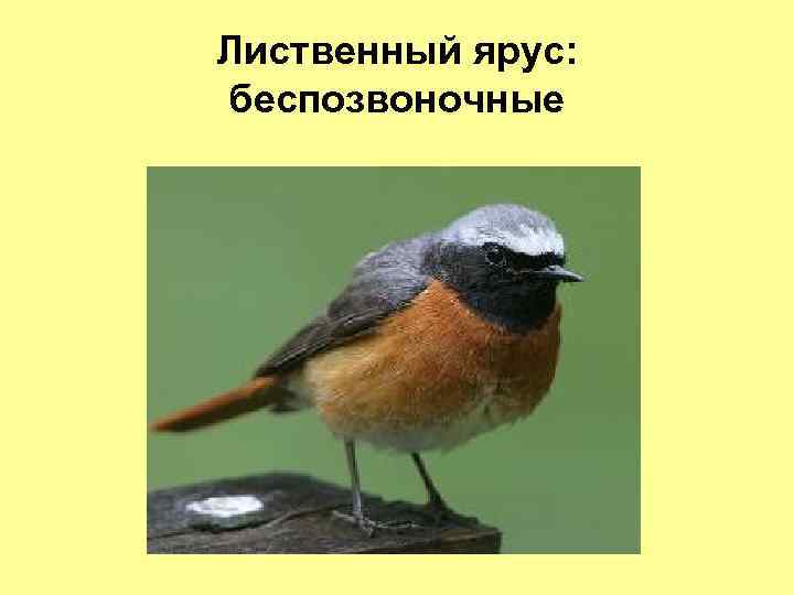 Лиственный ярус: беспозвоночные 