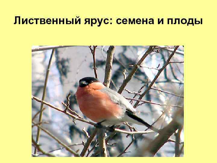 Лиственный ярус: семена и плоды 