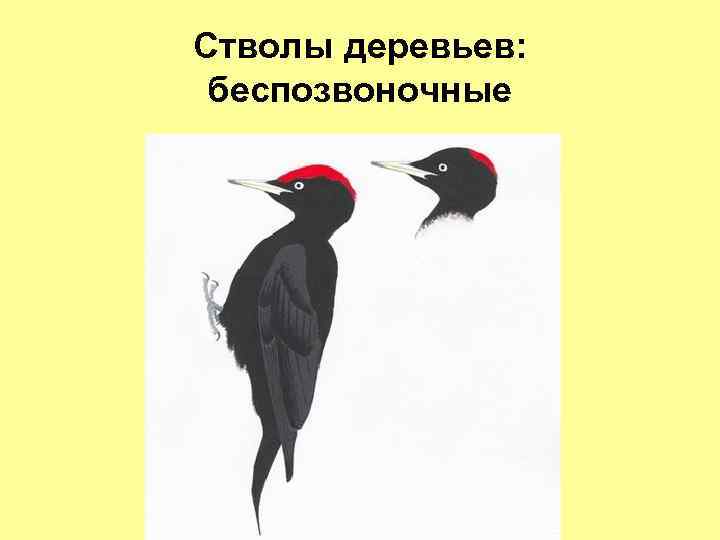 Стволы деревьев: беспозвоночные 