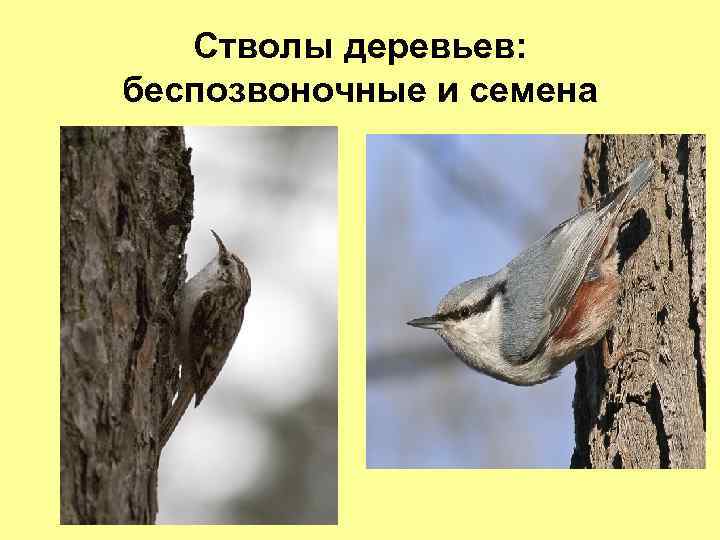 Стволы деревьев: беспозвоночные и семена 