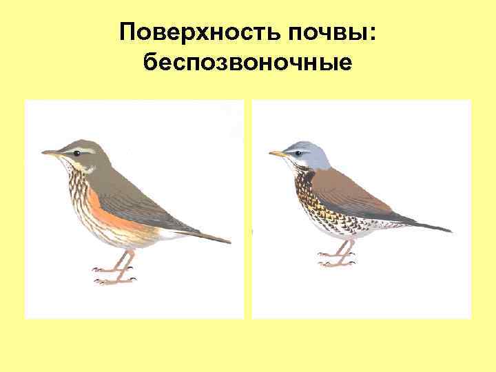 Поверхность почвы: беспозвоночные 