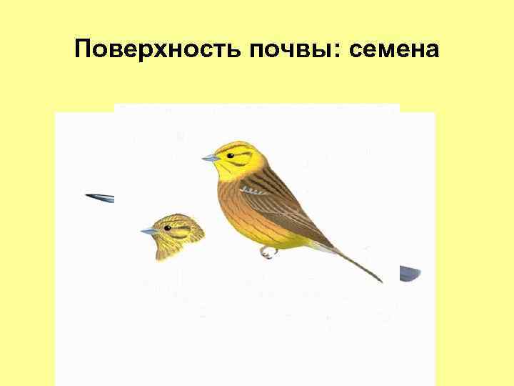 Поверхность почвы: семена 