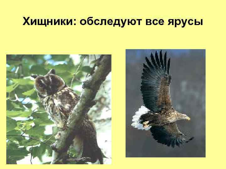 Хищники: обследуют все ярусы 