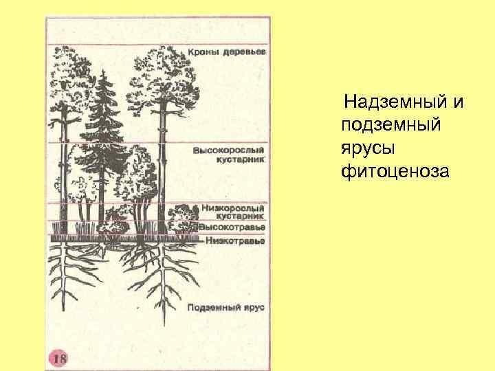 Сходства и различия надземных и подземных ярусов. Ярусность лесного фитоценоза. Ярусность растительного сообщества схема. Структура биоценоза ярусность. Структура биоценоза схема.
