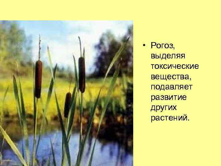  • Рогоз, выделяя токсические вещества, подавляет развитие других растений. 
