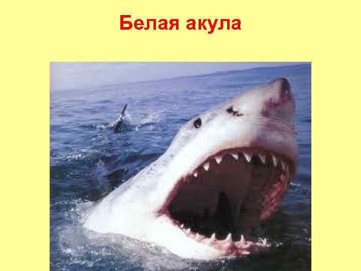 Белая акула 