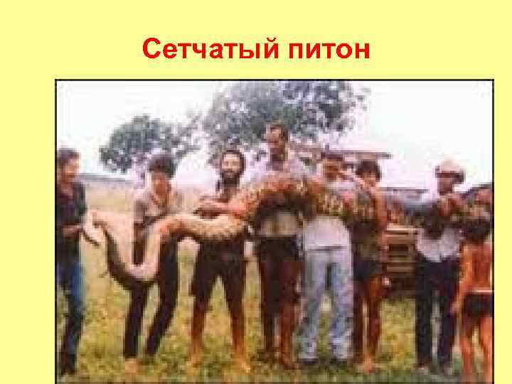 Сетчатый питон 