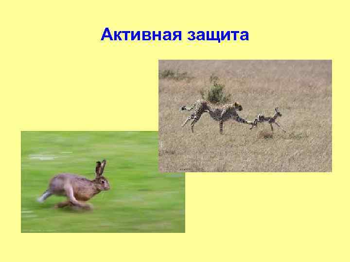 Активная защита 