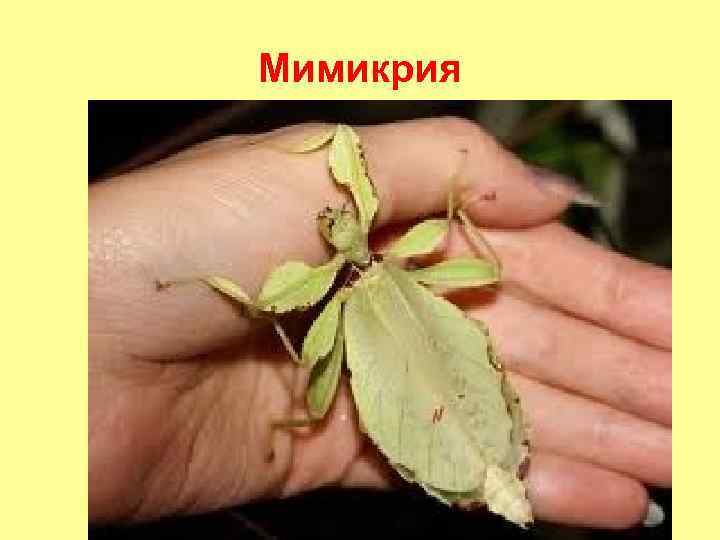 Мимикрия 