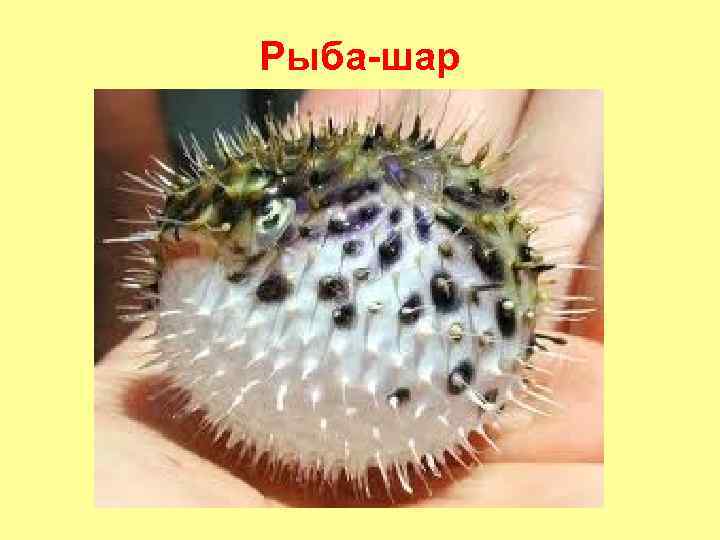 Рыба-шар 