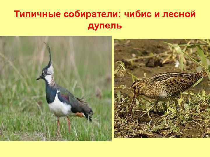 Типичные собиратели: чибис и лесной дупель 