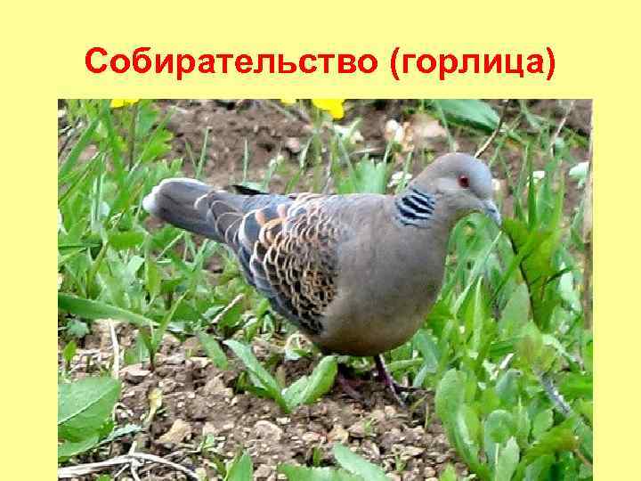 Собирательство (горлица) 