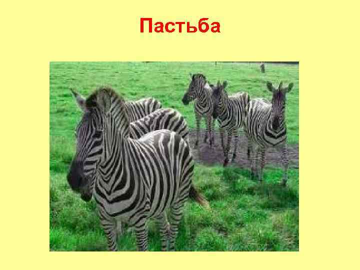 Пастьба 