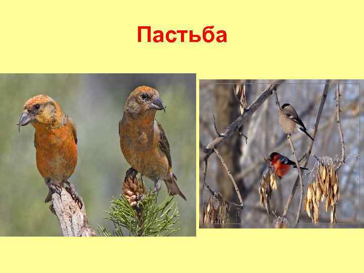 Пастьба 