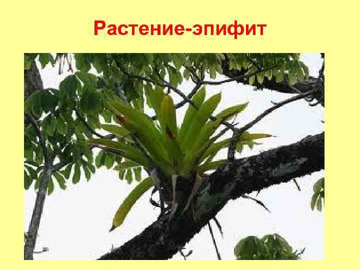 Растение-эпифит 