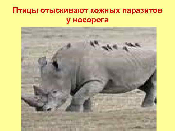 Птицы отыскивают кожных паразитов у носорога 