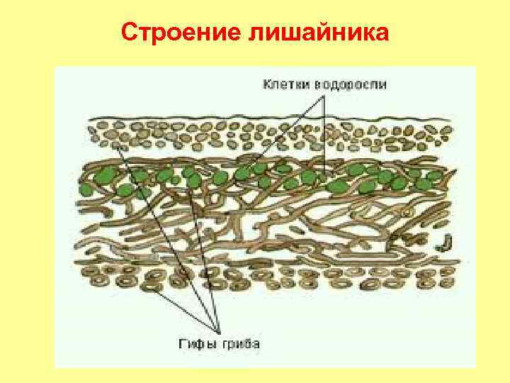 Строение слоевища. Внутреннее строение лишайника. Модель внутреннего строения лишайника биология 5. Строения лишайника фотосинтезирующий слой. Внутреннее строение лишайника 5 класс биология.