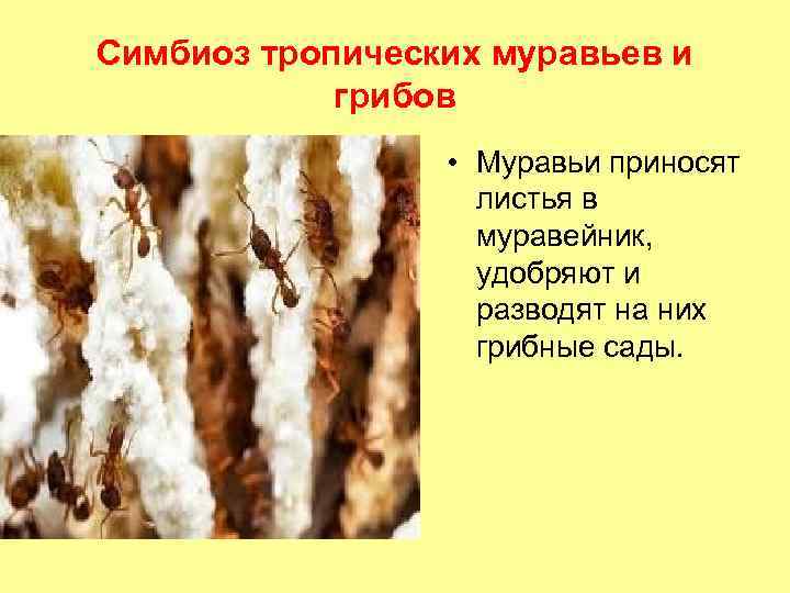 Симбиоз тропических муравьев и грибов • Муравьи приносят листья в муравейник, удобряют и разводят